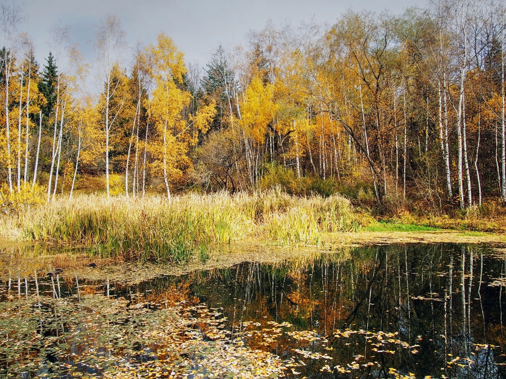 Дендрариум 2