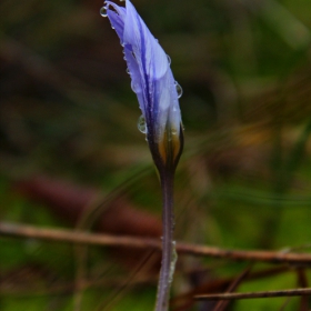 Crocus