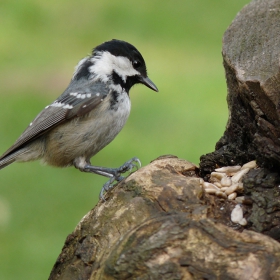 Боров синигер-Parus ater