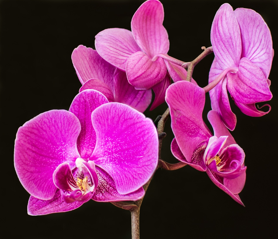 Phalaenopsis Orchid