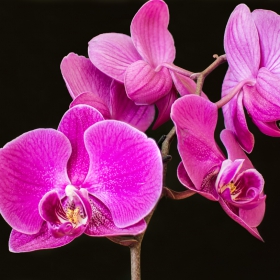 Phalaenopsis Orchid