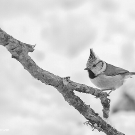 Качулат синигер / European crested tit 