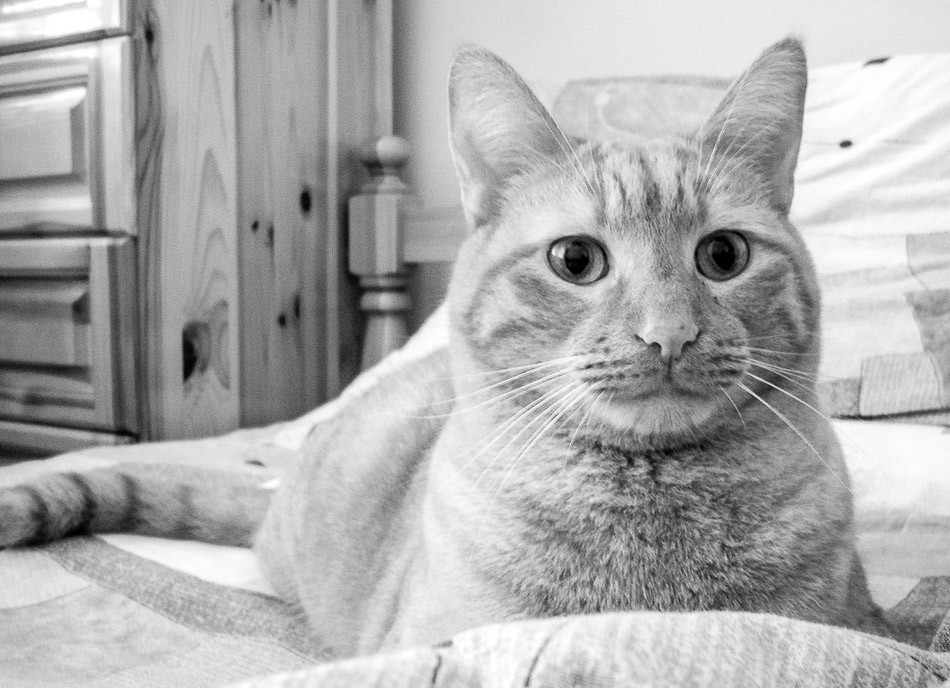 Котка
