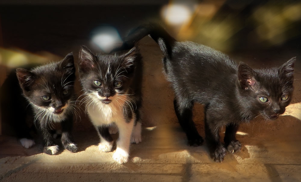 Котешки истории
