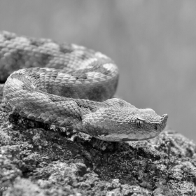 Пепелянка (Vipera ammodytes) / Женска