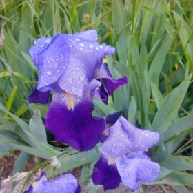 iris