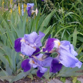 iris 2