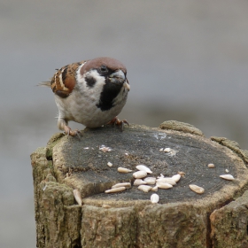 *Passer montanus