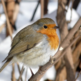 Червеношийка-Erithacus rubecula