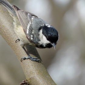 Боров синигер-Parus ater