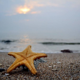 Sea star