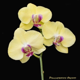 Phalaenopsis Orchid