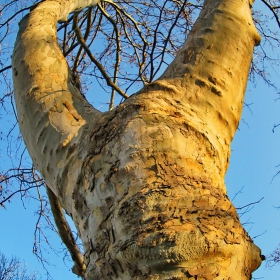 Тree stretching