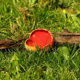Керино ушенце (Sarcoscypha coccinea)