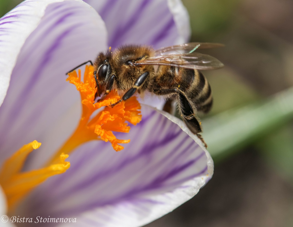 The Hunger Games 4 - Catching Nectar