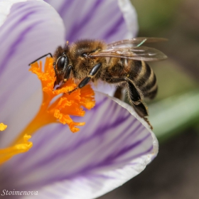 The Hunger Games 4 - Catching Nectar