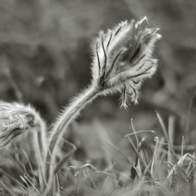 Съсънка /котенце/ /Pulsatilla Pratensis L./