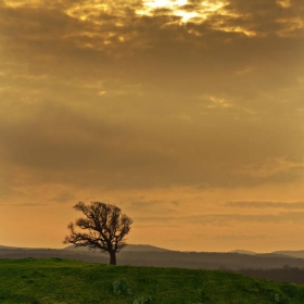 The Lone Tree 