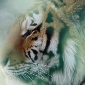 eye of the tiger