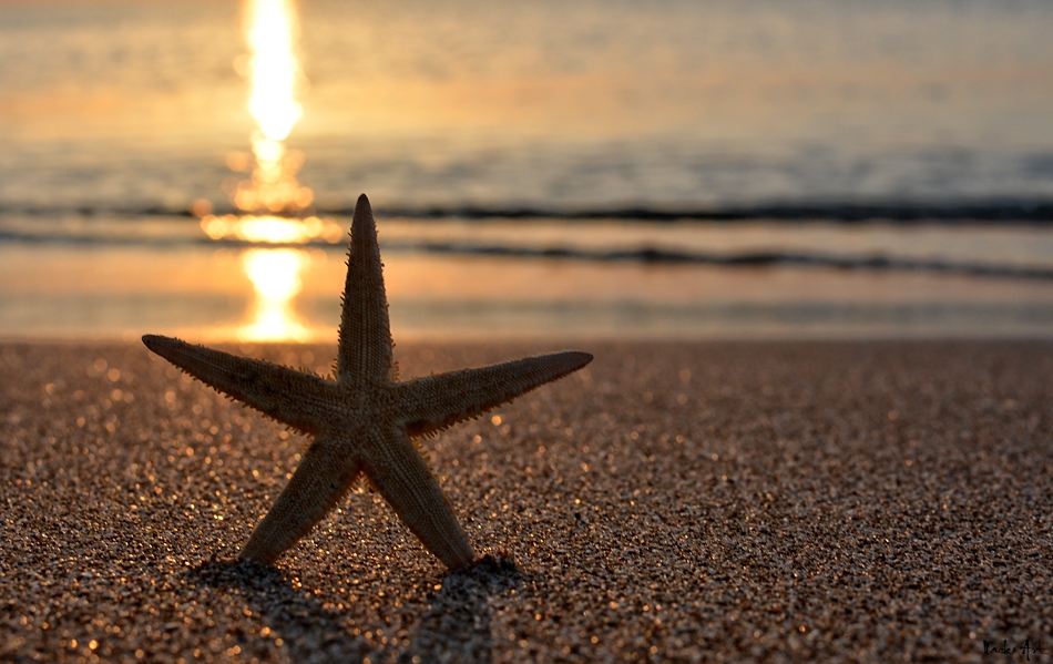 Seastar