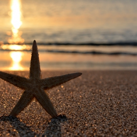 Seastar