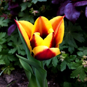 Tulip3