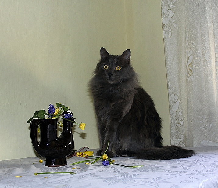 НатюрМорт с котка