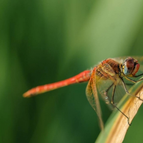 Dragonfly