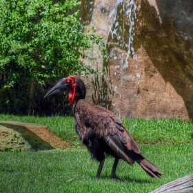 Southern ground hornbill