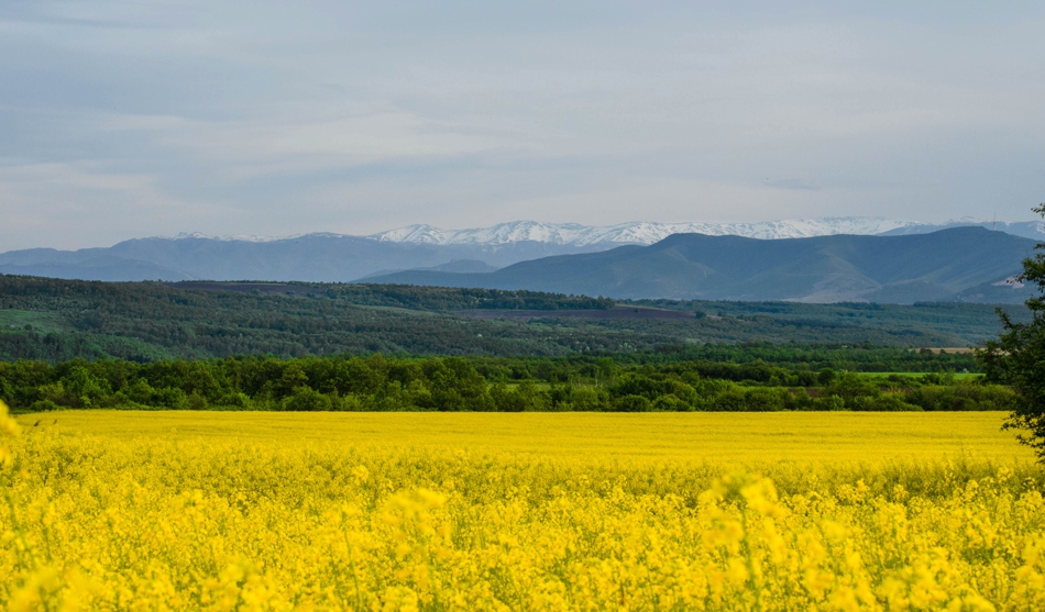 Рапица