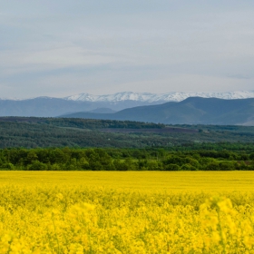 Рапица