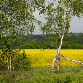 Поле от рапица