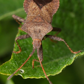 Coreus marginatus