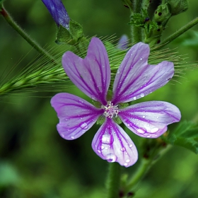 Слез -Malva vulgaris