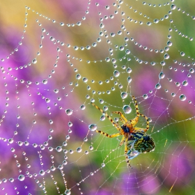 Argiope bruennichi