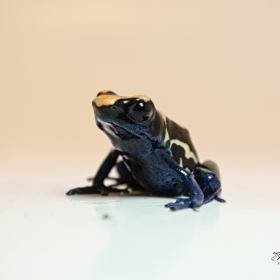 Dendrobates tinctorius