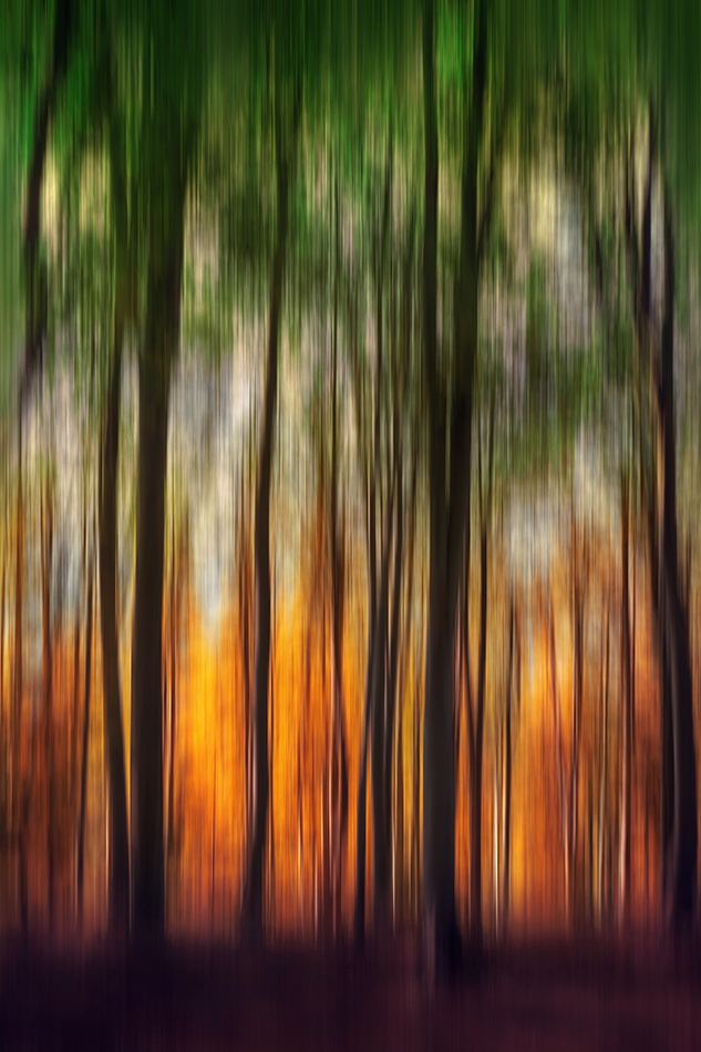 Fire in magic forest
