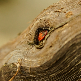 Pyrrhocoris apterus