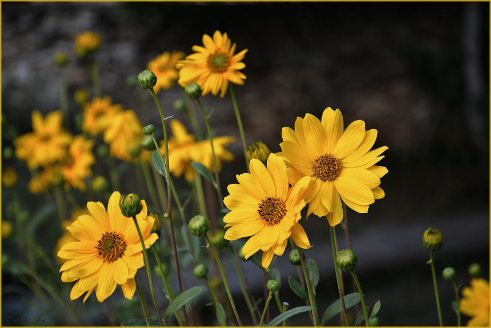 Little suns