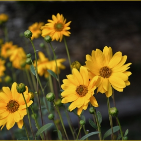 Little suns