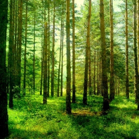 Хубава си, моя горо