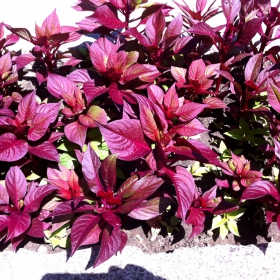 Wild Flowers