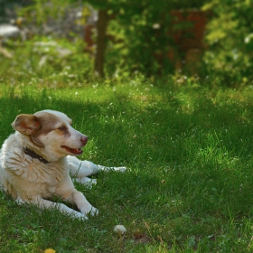 Dog Day Afternoon