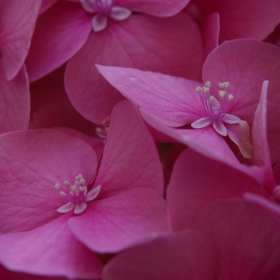 Lady's in pink