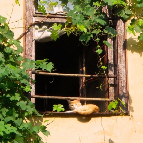 На сянка под лозницата