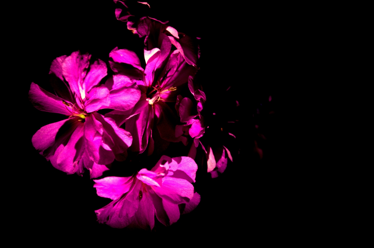 Flower in the darkness