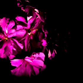 Flower in the darkness