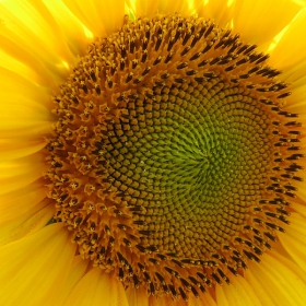 Слънчево цвете