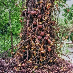 Canonball tree - Дърво гюле