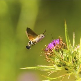 Колибри Хоук-молец - Macroglossum stellatarum